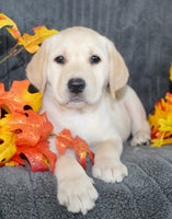 Sadie Female AKC Labrador Retriever $1099