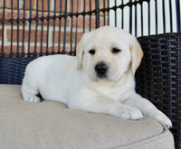 Labrador Retriever