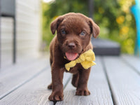 Labrador Retriever