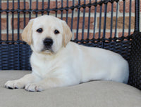 Labrador Retriever