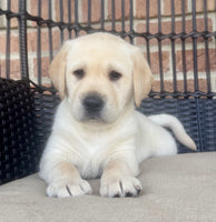 Labrador Retriever