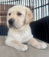 Labrador Retriever