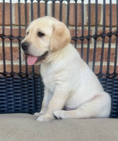 Labrador Retriever