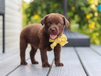 Labrador Retriever
