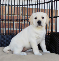 Labrador Retriever