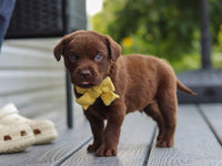 Labrador Retriever