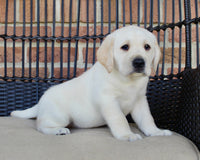 Labrador Retriever