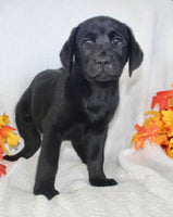 Stella Female AKC Labrador Retriever $1095