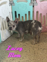 Jenny Female AKC French Bulldog $1500