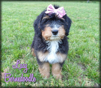 Lacy Female Bernedoodle $1150
