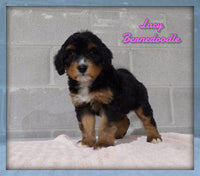 Lacy Female Bernedoodle $2850