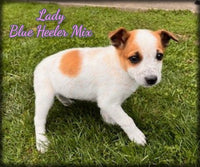 Lady Female Blue Heeler Toy Fox Terrier Mix $500