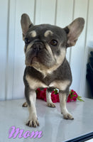 Tyler Male AKC Fluffy French Bulldog $1950