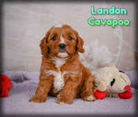 Landon Male F1 Cavapoo $1150