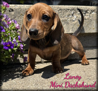 Mini Dachshund