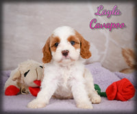Layla Female F1 Cavapoo $1150