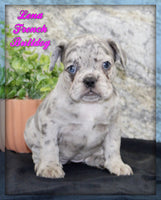 Lena Female AKC French Bulldog $1700