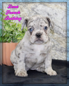 French Bulldog 