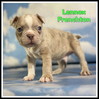 Lennox Male Frenchton $2125