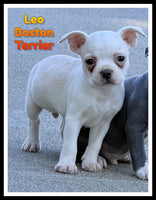 Leo Male Boston Terrier $800