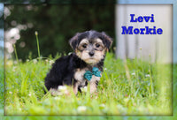 Levi Male Morkie $1600