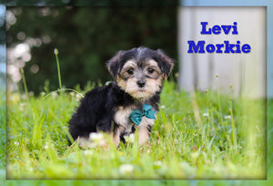 Morkie