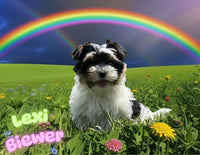 Lexi Female Biewer $1800