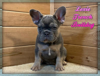 French Bulldog
