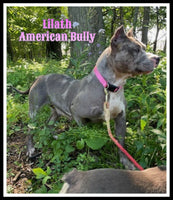 Lalith Female ABKC American Bully $2900