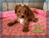 Cavapoo