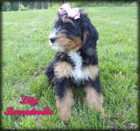 Bernedoodle