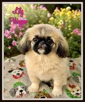 Lily Female UABR Pekingese $750