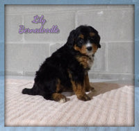Lily Female Bernedoodle $2850