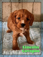Lincoln Male Cavapoo $1250