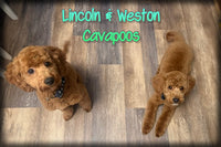 Lincoln and Weston Male Cavapoos $1050