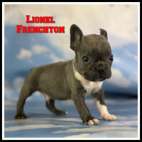 Lionel Male Frenchton $1925