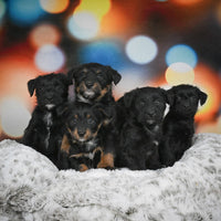 Rover Male Mountain Feist Mix $475