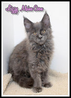 Lizzy Female Maine Coon $1400