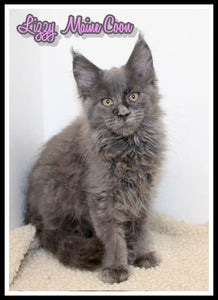 Maine Coon