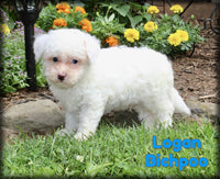 Logan Male Bichpoo $999