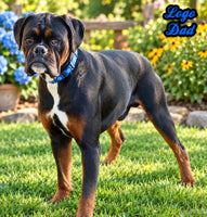 Zeus Male AKC Boxer $1950