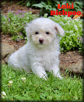 Loki Male Bichpoo $999