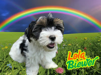 Lola Female Biewer $1800