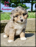 Mini Aussiepoo