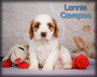 Lonnie Male F1 Cavapoo $1150