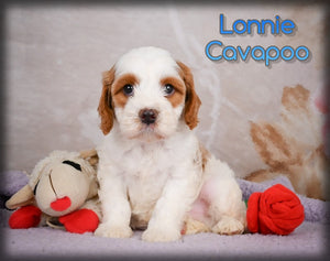 Cavapoo