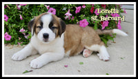 Loretta Female AKC Saint Bernard $1350