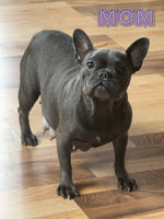 Kyle Male French Bulldog $1800