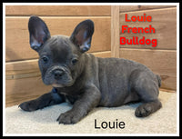 Louie Male AKC French Bulldog $1650
