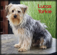 Lucas Male Yorkshire Terrier $499